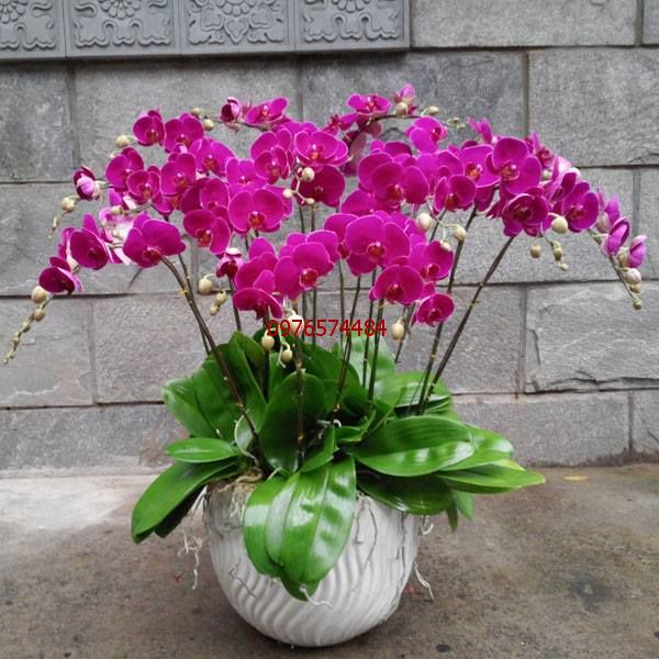 Chậu lan hồ điệp tím