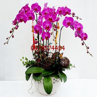 Chậu lan hồ điệp tím
