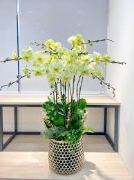 Chậu lan hồ điệp xanh bơ 8 cành
