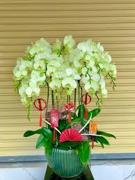 Chậu lan hồ điệp xanh bơ 12 cành