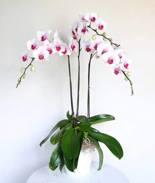 Chậu lan Hồ Diệp trắng với nhụy màu tím