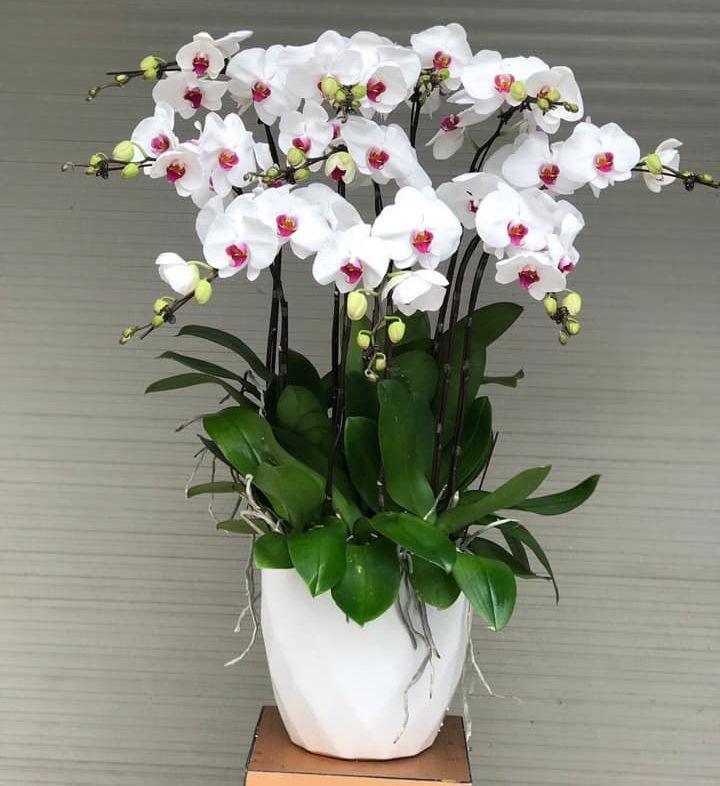 Chậu lan Hồ Diệp trắng với nhụy màu tím