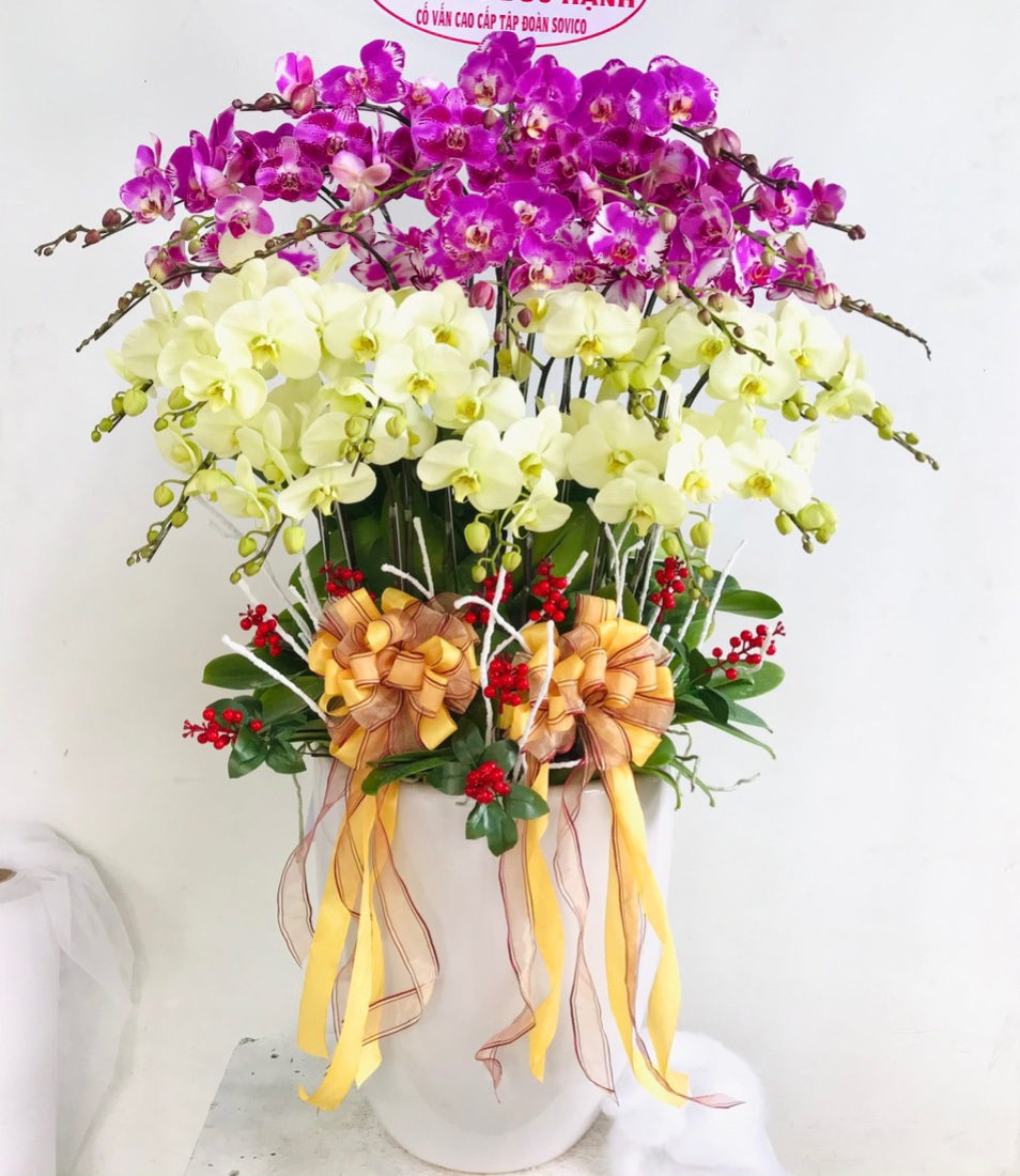 Chậu lan hồ điệp xanh bơ phối tím 