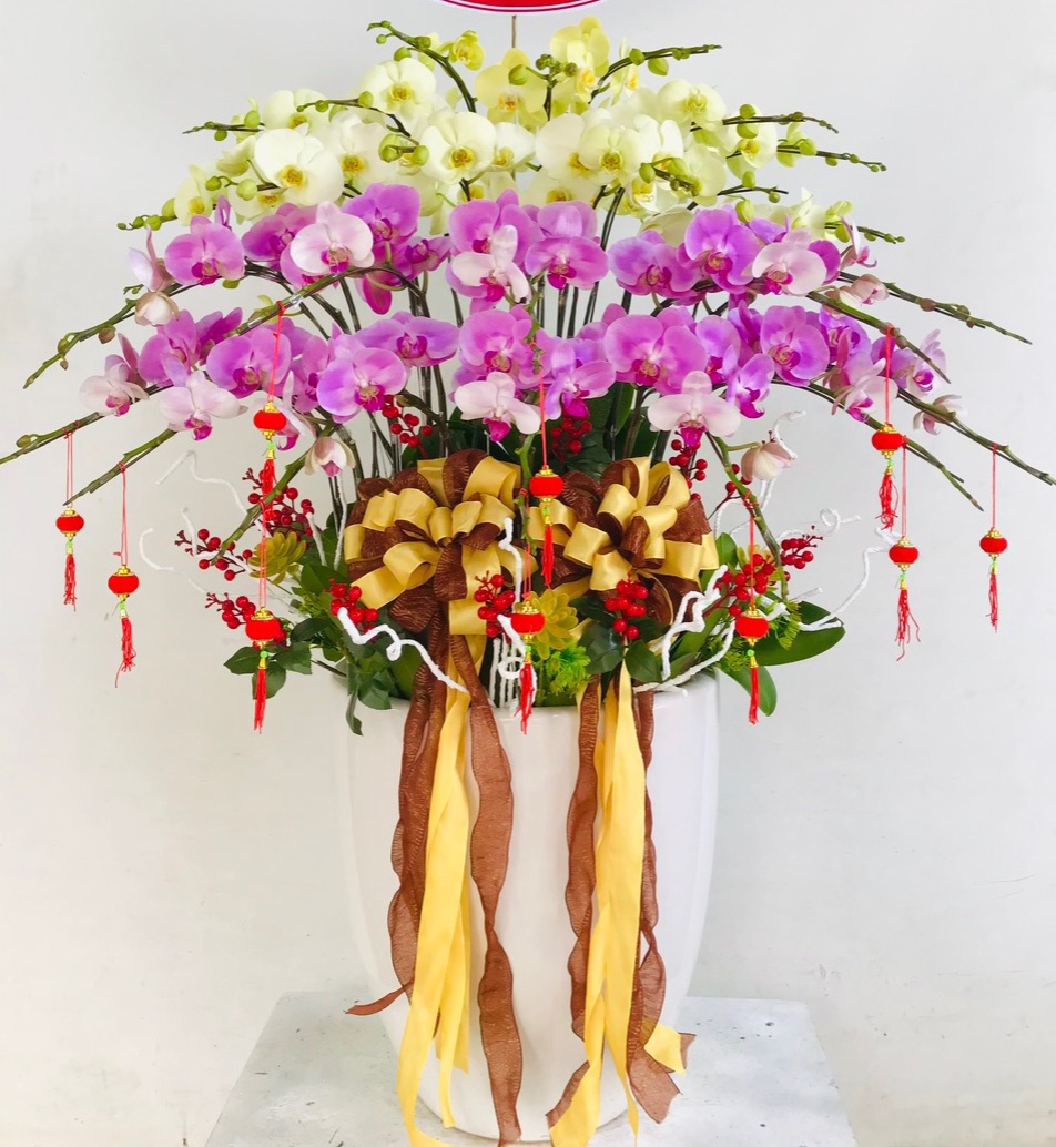 Chậu lan hồ điệp xanh bơ hồng bình sảnh lớn