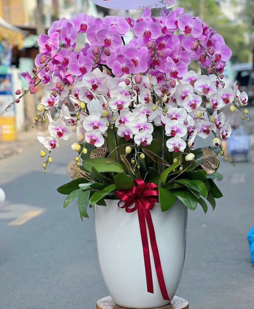 Chậu lan Hồ Diệp trắng với nhụy màu tím