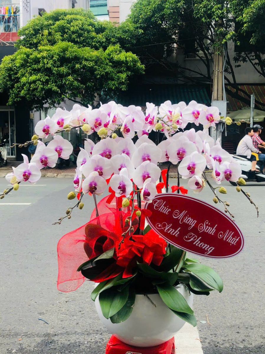 Chậu lan Hồ Diệp trắng với nhụy màu tím