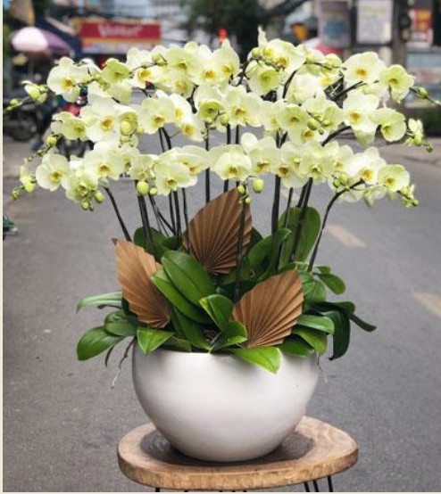 Chậu lan hồ điệp xanh bơ 17 cành