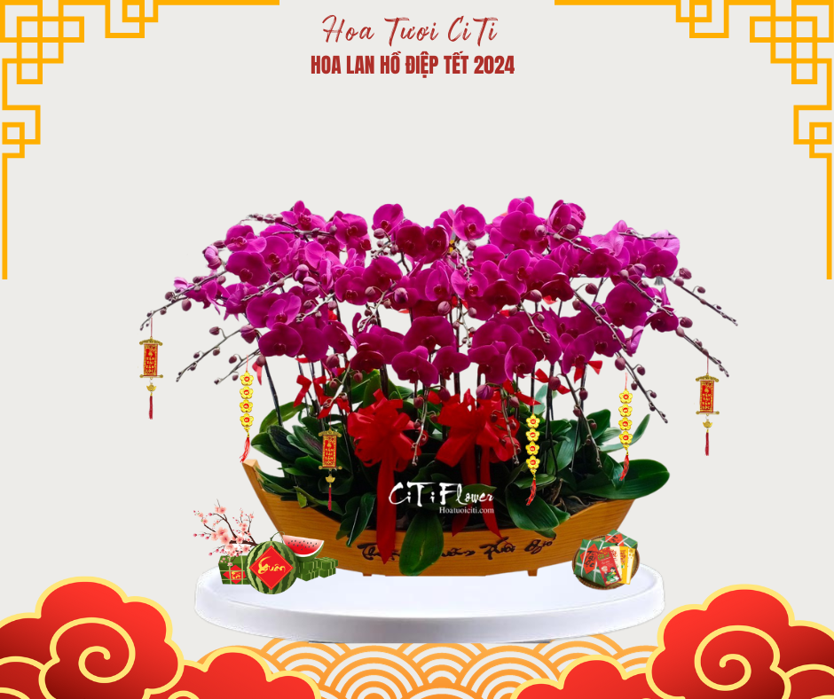 Chậu lan hồ điệp tím