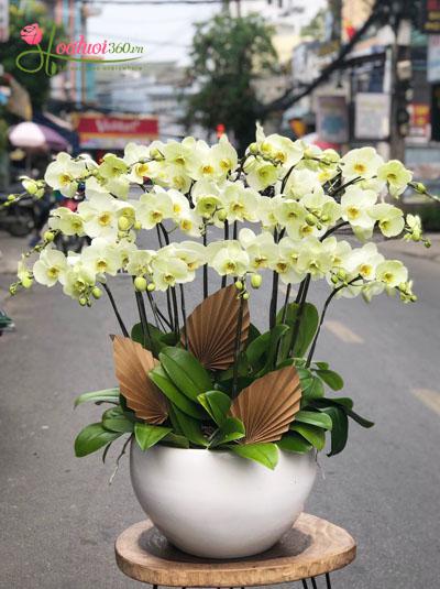 Đặt chậu lan hồ điệp tp.HCM